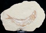 Scombroclupea Fossil Fish - Cretaceous #9954-1